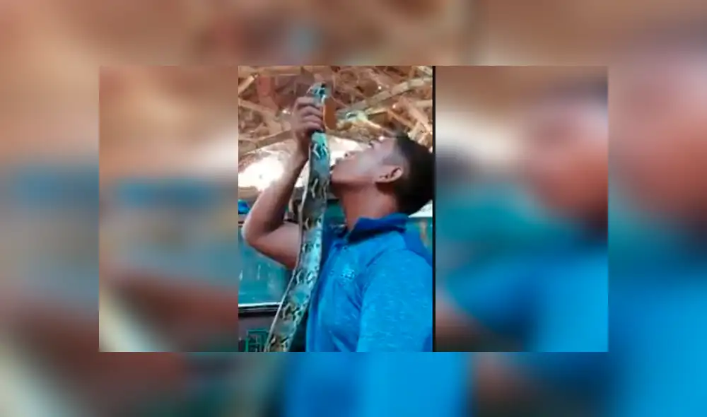 Osado joven quiso demostrar su valentía frente a la peligrosa serpiente, pero terminó protagonizando una espeluznante escena que aterro a miles Osado joven quiso demostrar su valentía frente a la peligrosa serpiente, pero terminó protagonizando una espeluznante escena que aterro a miles