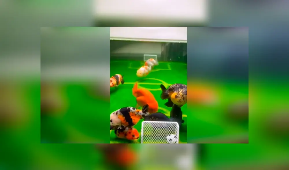 Desliza las fotografías para ver el vibrante ‘partido de fútbol’ que tuvieron estos peces. Foto: Captura/Newsflare