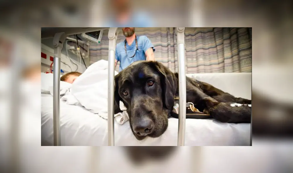 Mahe, el perro que cuida a su dueño autista en la camilla de un hospital [FOTO]