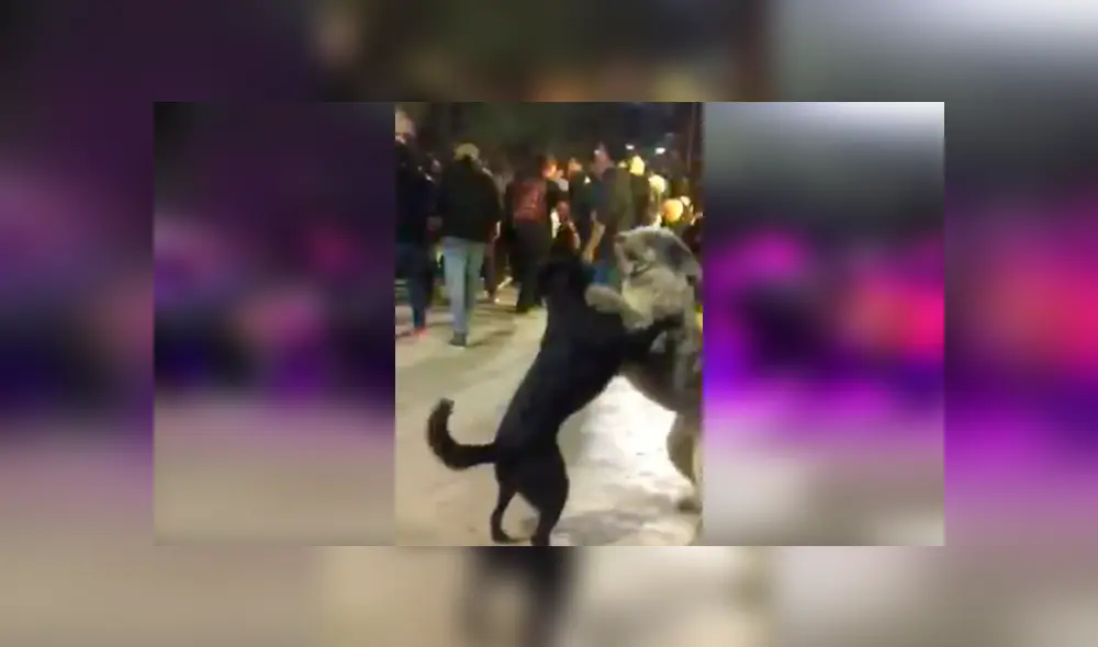 Desliza para ver los detalles del video viral que conmovió a todos en YouTube. Foto: Captura.