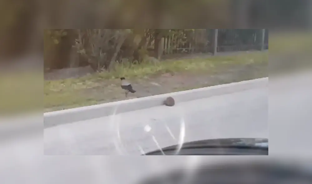 Desliza las imágenes hacia la izquierda para conocer la noble acción de un pájaro para salvar la vida de un erizo.