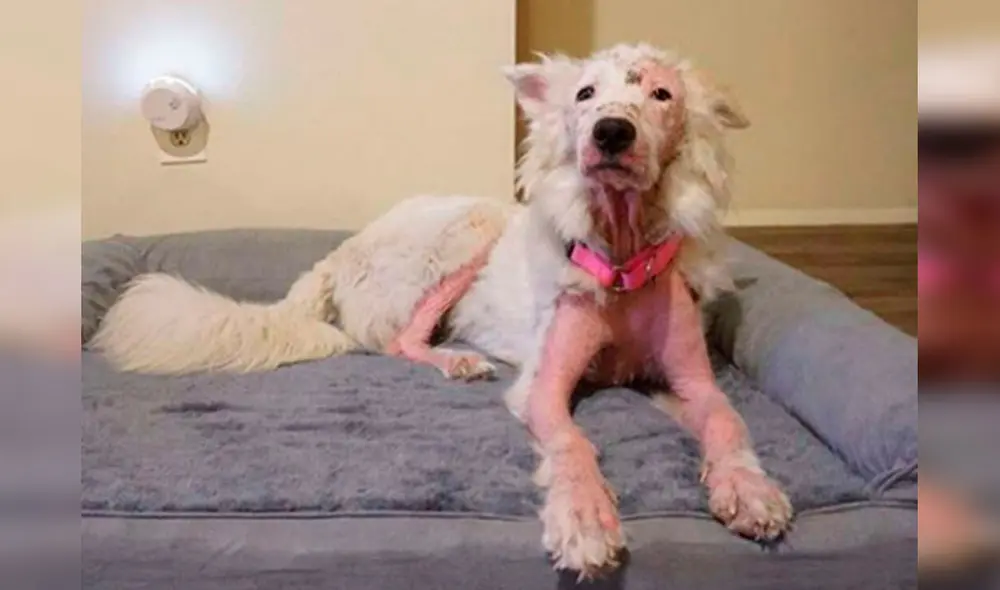 Desliza las imágenes hacia la izquierda para conocer la conmovedora historia de una perrita llamada Gardenia. Foto: The Dodo/ Referencial