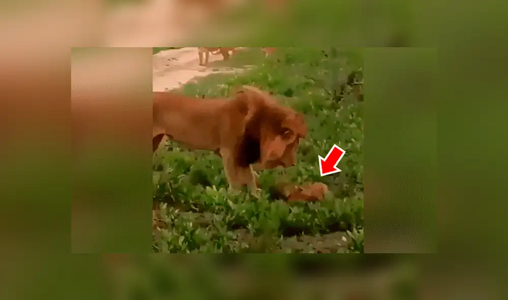 YouTube viral: León golpea a su cachorro, pero la madre lo descubre y le da su merecido [VIDEO] 