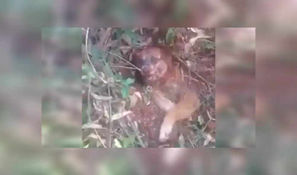 Perro fue enterrado vivo en bosque y es rescatado cuando estaba a punto de morir [VIDEO] 