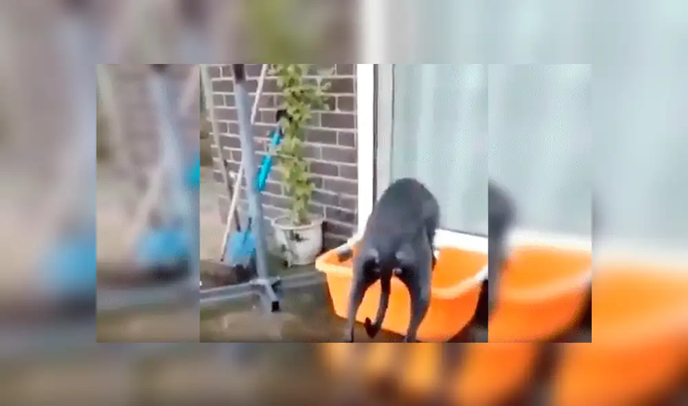 Facebook viral: Familia adopta a perro tímido, lo dejan solo en casa y realiza travesura [VIDEO]