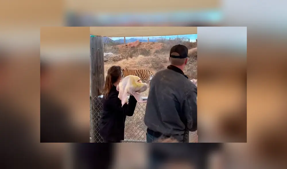 Desliza hacia la izquierda para ver la reacción de los tigres en el video viral de YouTube. Desliza hacia la izquierda para ver la reacción de los tigres en el video viral de YouTube.