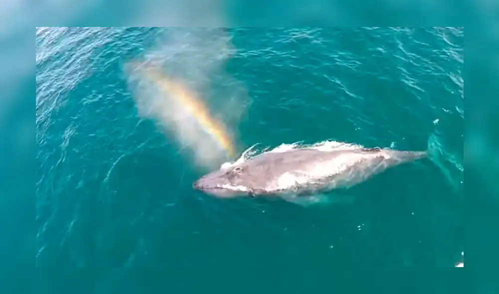 Twitter: Impresionante video de una ballena que hace un arcoíris Twitter: Impresionante video de una ballena que hace un arcoíris