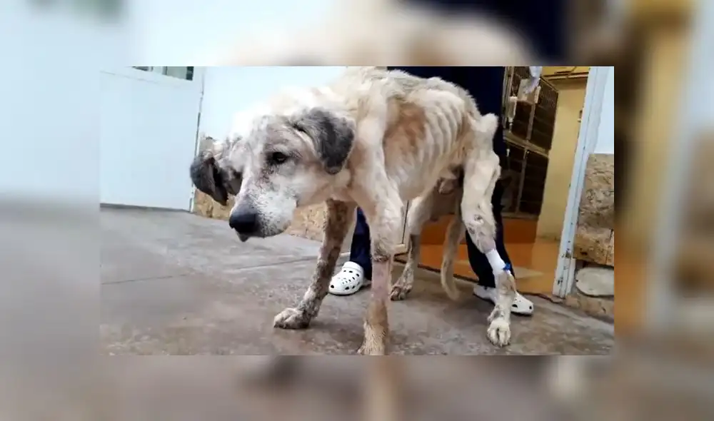 Ragnar, tras seis días de luchar por sobrevivir, ha fallecido por un cuadro crítico de desnutrición. (Foto: Twitter) Ragnar, tras seis días de luchar por sobrevivir, ha fallecido por un cuadro crítico de desnutrición. (Foto: Twitter)