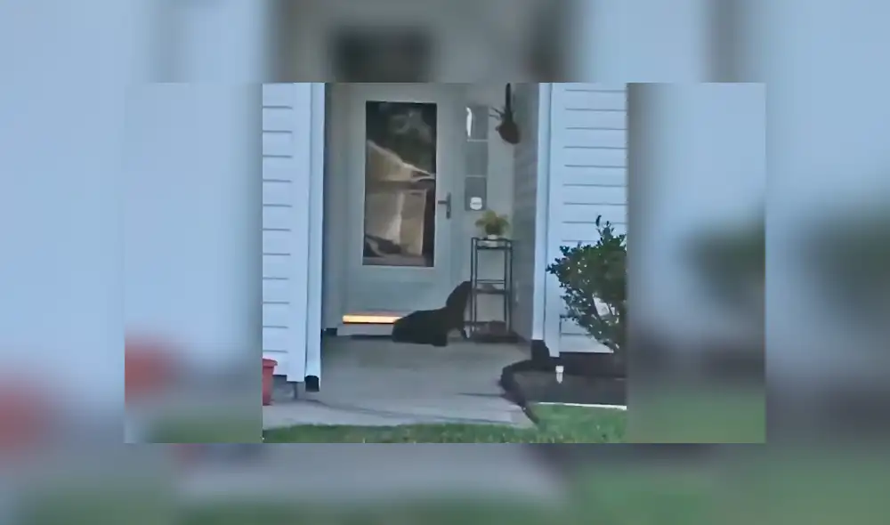 Facebook viral: llega a su casa y encuentra a misteriosa criatura tocando su puerta [VIDEO]