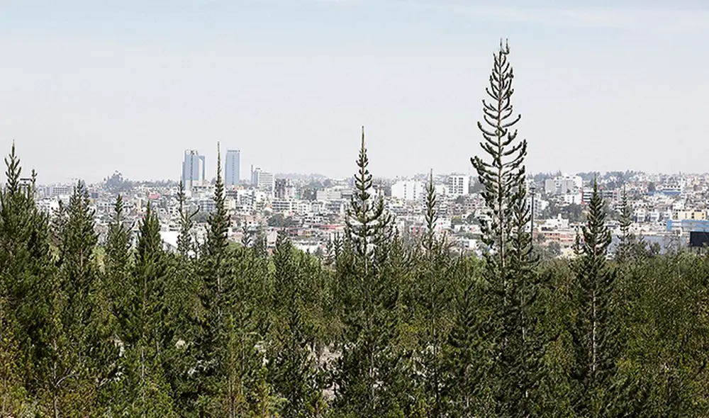 En el Colegio Militar Francisco Bolognesi existe un bosque joven de 15 hectáreas con más de 18 mil árboles de ocho especies. Foto: La República. En el Colegio Militar Francisco Bolognesi existe un bosque joven de 15 hectáreas con más de 18 mil árboles de ocho especies. Foto: La República.
