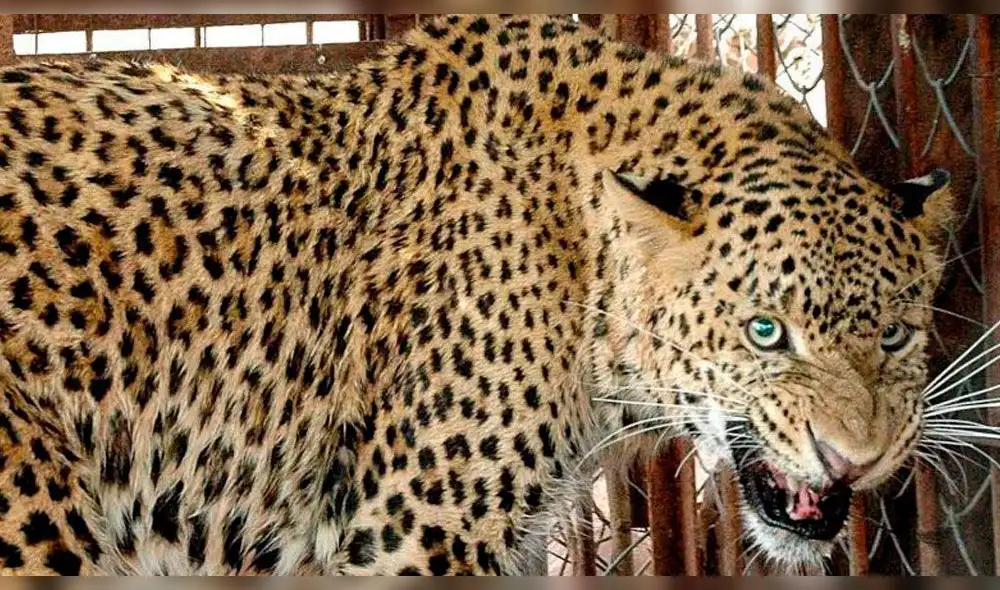 Un leopardo se metió a su cocina, raptó y decapitó a su hijo de tres años