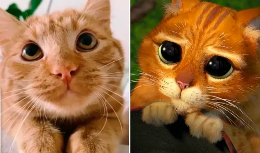 Desliza las imágenes para conocer al Maestro Poe Poe, el gatito que se ha hecho viral por su tierna mirada. Foto: YouTube.