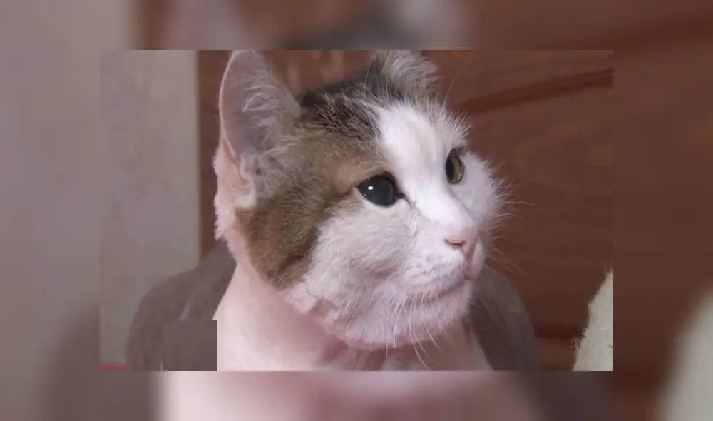 "Liosha", el gato que salvó la vida de su dueña. Foto: Captura RT. "Liosha", el gato que salvó la vida de su dueña. Foto: Captura RT.