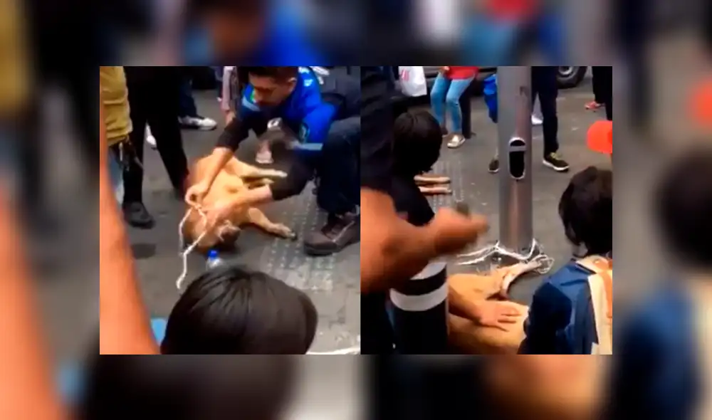 Arrojan a dos perros desde la azotea de una casa [VIDEO]