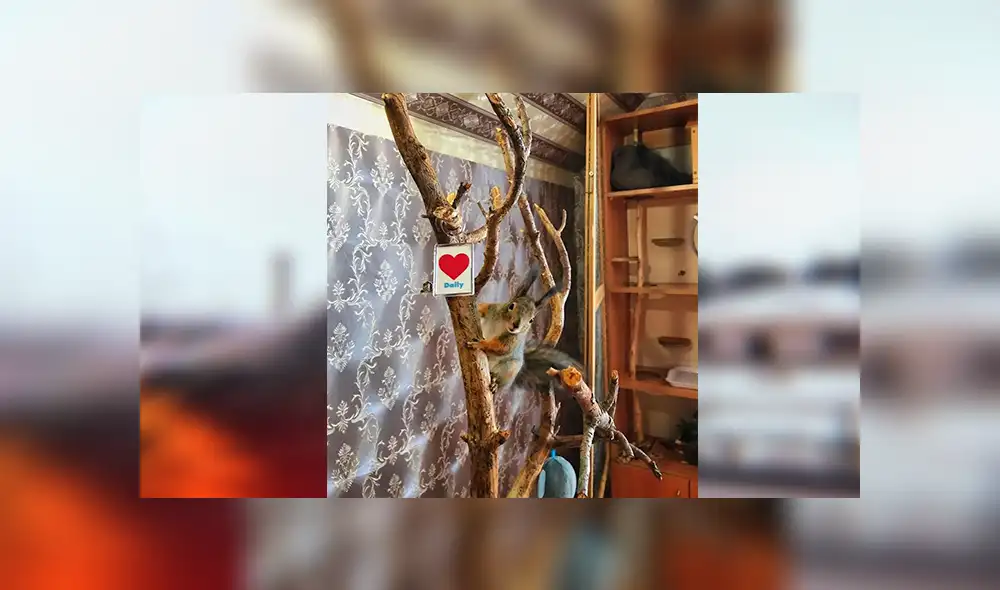 En Facebook, un joven cuidó de una pequeña ardilla que encontró en la calle y se volvió su mejor amigo.