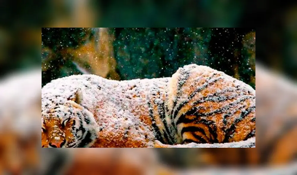 Algunos de los felinos todavía eran cachorros. En Vietnam y China existe una gran demanda de carne y huesos de tigre. Foto: Difusión.