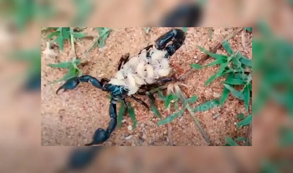 Un enorme escorpión cagando a cientos de sus bebés generó terror en miles de usuarios de YouTube.