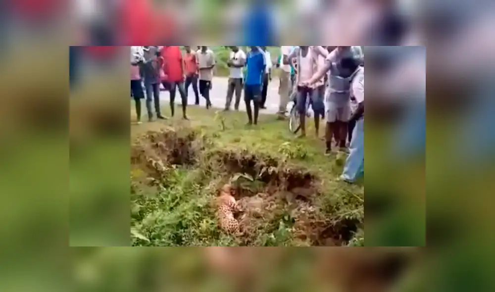 Vecinos se acercan a leopardo ‘muerto’ para tomarle foto y sucede lo peor. Vecinos se acercan a leopardo ‘muerto’ para tomarle foto y sucede lo peor.