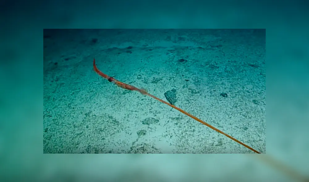 Científicos captaron el impactante momento en que la extraña criatura marina cambia su apariencia para protegerse desde el fondo del mar Científicos captaron el impactante momento en que la extraña criatura marina cambia su apariencia para protegerse desde el fondo del mar