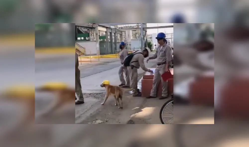 Desliza las imágenes para conocer la noble acción de unos ingenieros al integrar en su equipo a un perro. Fotocaptura: Facebook.