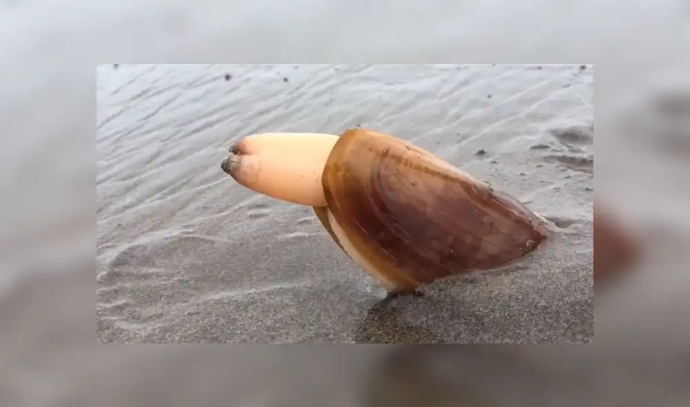 YouTube viral: se acerca a misteriosa criatura marina, sin imaginar que haría algo asqueroso [VIDEO]