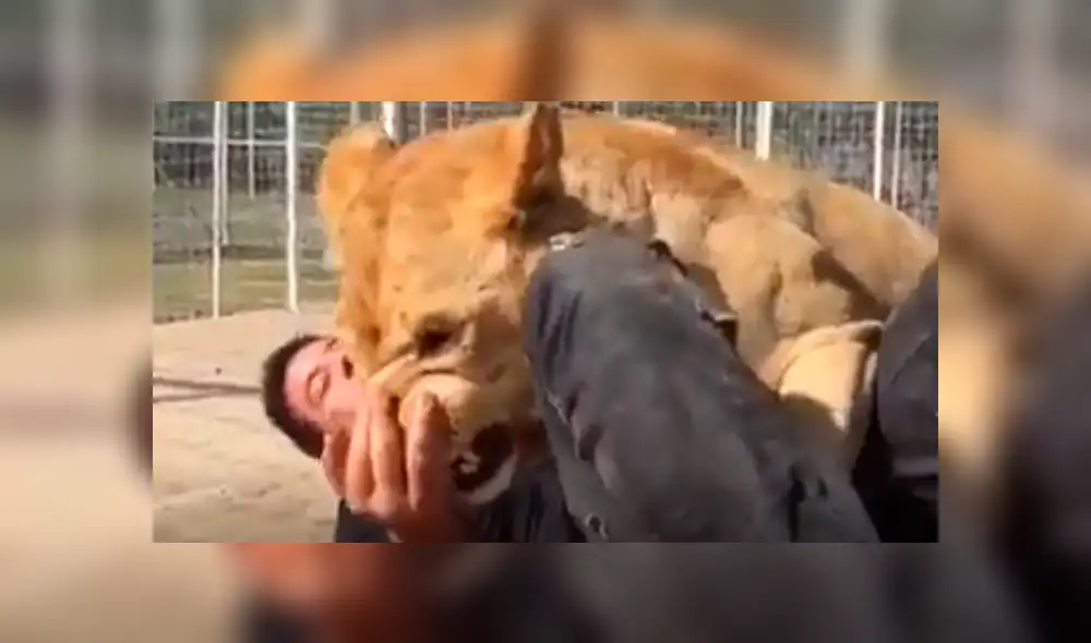 Facebook viral: visitante de zoológico arroja piedra a leona y ella reacciona así [VIDEO]