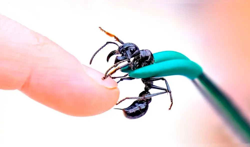 Facebook: La hormiga más peligrosa del mundo pica a un aventurero y sucede lo peor