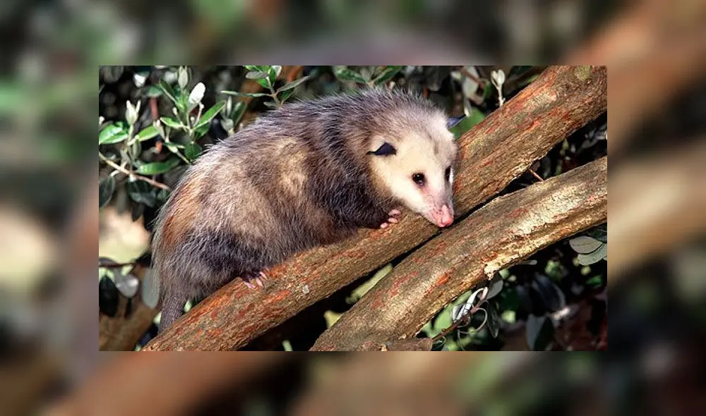 Zarigueya bebé queda ciega tras ser brutalmente golpeada con palos de golf Zarigueya bebé queda ciega tras ser brutalmente golpeada con palos de golf