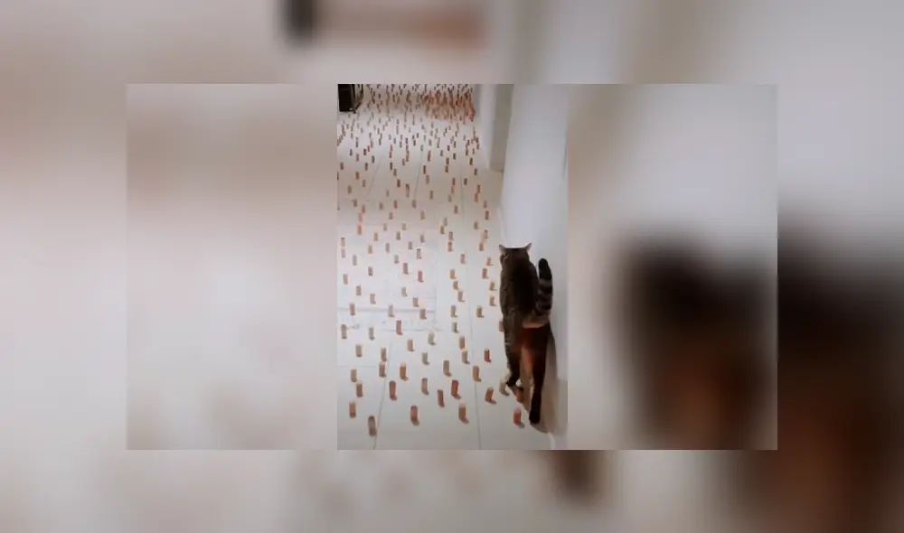 Desliza las imágenes hacia la izquierda para saber la ingeniosa idea que tuvo un joven para entretener a su gato. Desliza las imágenes hacia la izquierda para saber la ingeniosa idea que tuvo un joven para entretener a su gato.