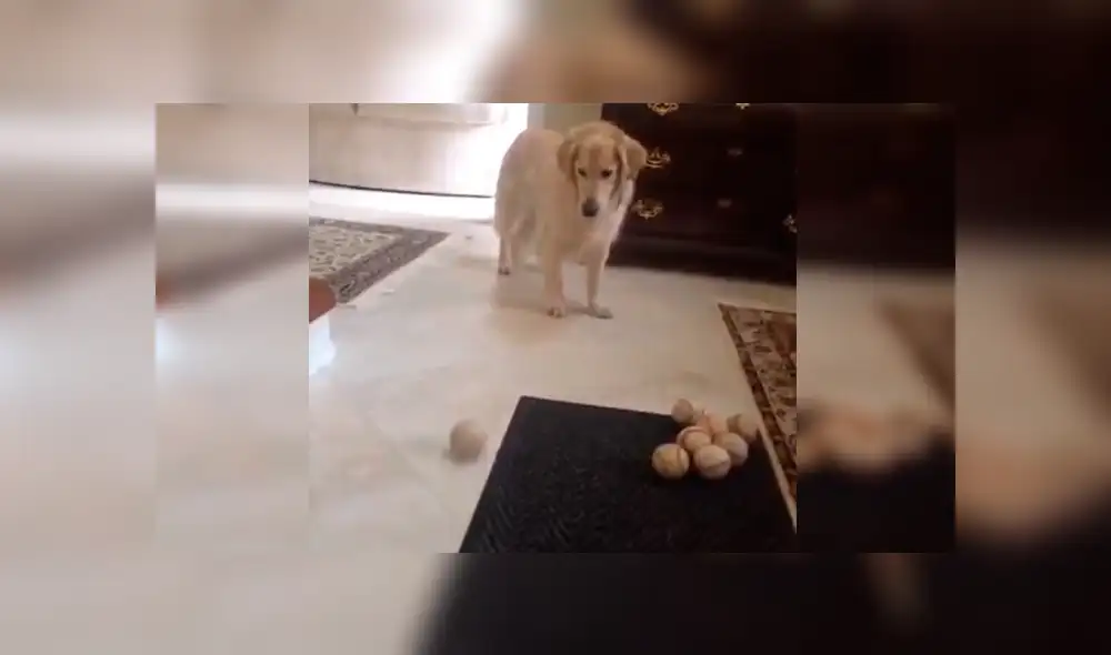 Facebook: perro intenta atrapar pelota que dueño le lanza y lo que hizo al final desata risas
