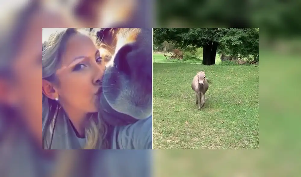 El burro no pudo ocultar su emoción al volver a ver a su dueña tras una semana. Foto: TikTok El burro no pudo ocultar su emoción al volver a ver a su dueña tras una semana. Foto: TikTok
