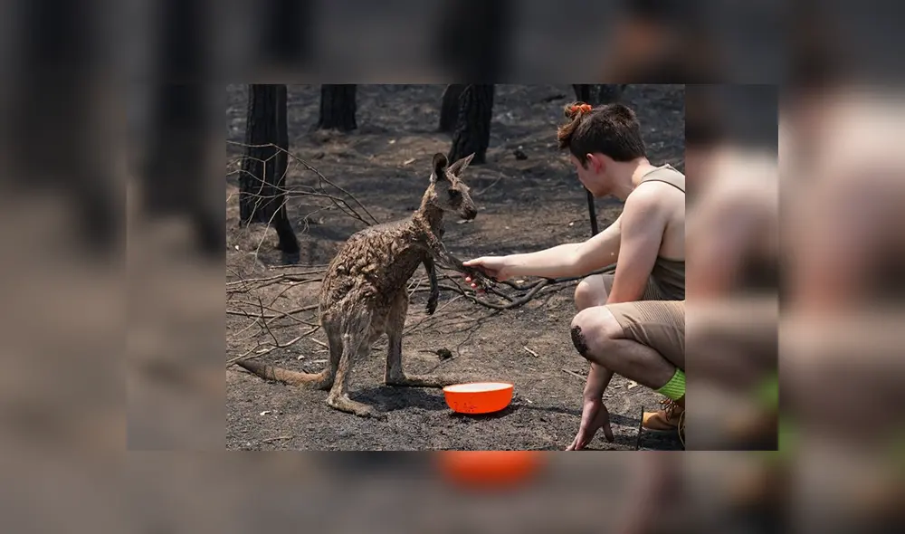 En Facebook, un indefenso canguro pidió ayuda de un niño tras resultar herido por los incendios en Australia. En Facebook, un indefenso canguro pidió ayuda de un niño tras resultar herido por los incendios en Australia.