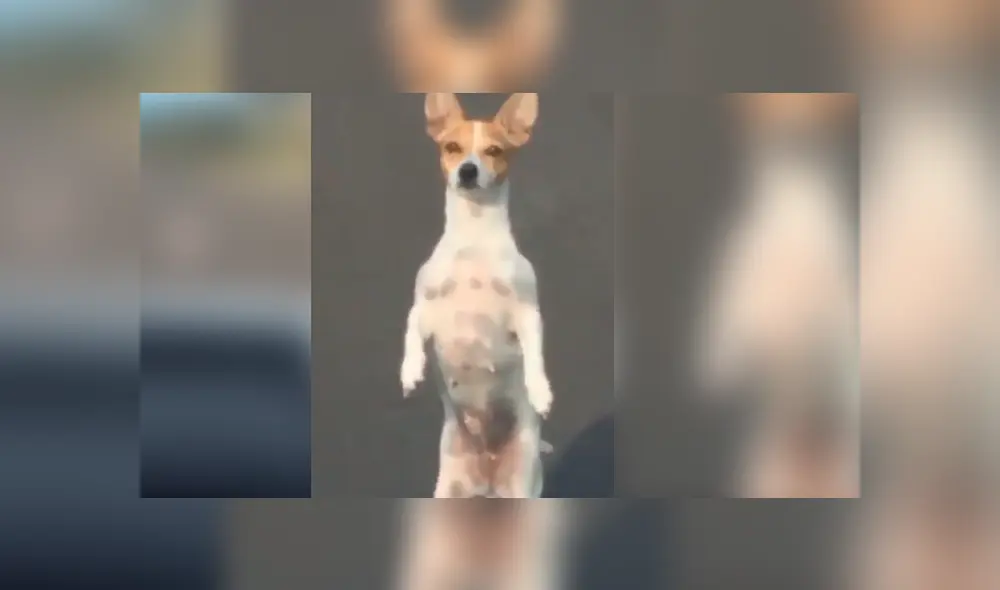 Desliza para ver los detalles del video viral de TikTok. Foto: Captura.