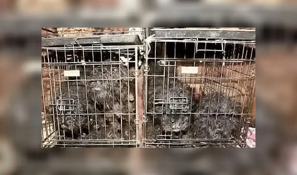 “En los doce años que trabajé para a policía, nunca había visto condiciones tan terribles y sufrimiento mental causados a animales tan indefensos”, sostuvo un oficial de policía. “En los doce años que trabajé para a policía, nunca había visto condiciones tan terribles y sufrimiento mental causados a animales tan indefensos”, sostuvo un oficial de policía.