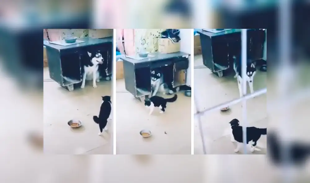 Facebook: perro y gato tienen fuerte enfrentamiento para saber quién manda en la casa [VIDEO]