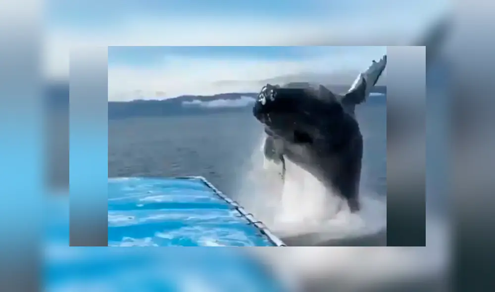El video viral de Facebook registró el momento en que una ballena emergió del mar para realizar increíble pirueta.