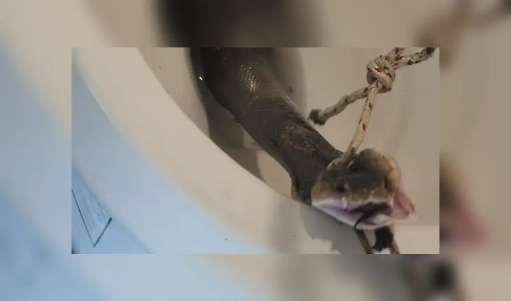 Desliza a la izquierda para ver el terrible hallazgo. Foto: Captura.