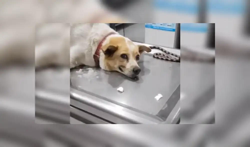 Desliza las imágenes para ver más detalles de este tierno perrito y su 'sonrisa'. (Foto: captura) Desliza las imágenes para ver más detalles de este tierno perrito y su 'sonrisa'. (Foto: captura)