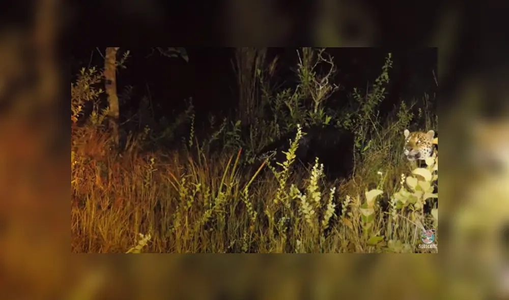 Desliza hacia la izquierda para ver las escenas del viral de Facebook. Foto: ViralHog. Desliza hacia la izquierda para ver las escenas del viral de Facebook. Foto: ViralHog.