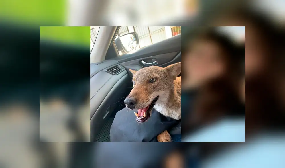 Desliza para ver las fotos de este 'perro' que le robó el corazón a todos en YouTube. Foto: Captura.