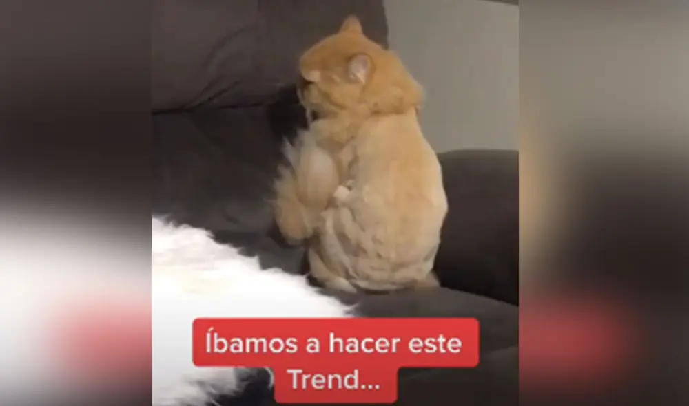 Desliza a la izquierda para ver más imágenes sobre la graciosa conducta de este gatito. Foto: captura de TikTok