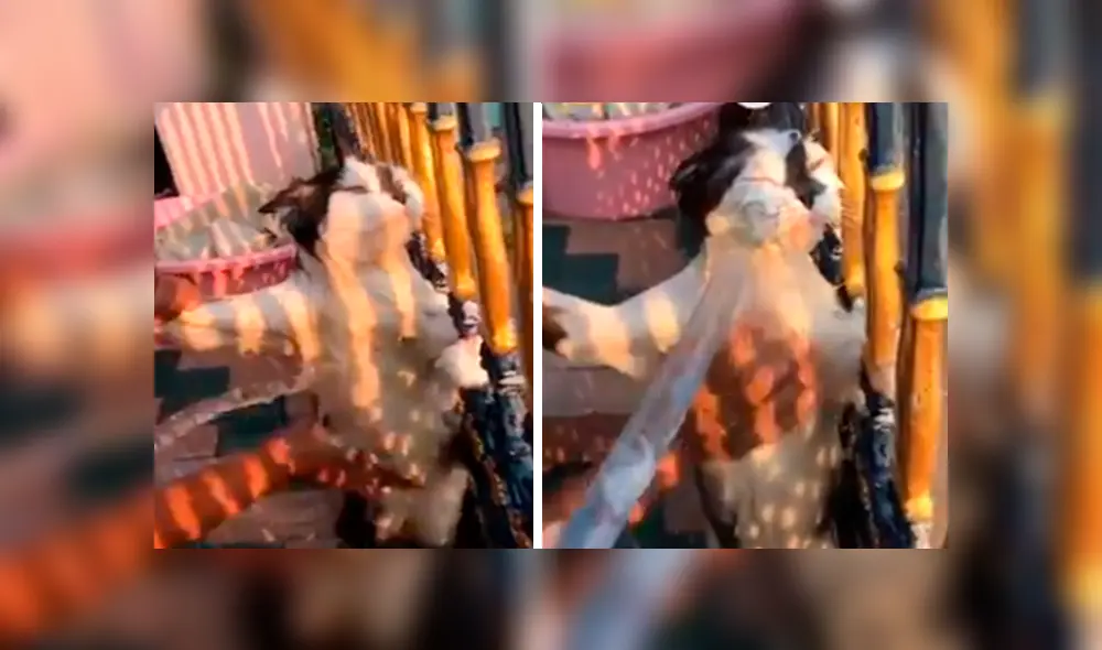 En Facebook, un gato tuvo una inesperada reacción cuando su dueña decidió bañarlo al verlo sucio.