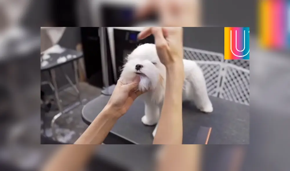 Desliza hacia la izquierda para ver el nuevo cambio de 'look' de un perro que se volvió famoso en Facebook. Desliza hacia la izquierda para ver el nuevo cambio de 'look' de un perro que se volvió famoso en Facebook.