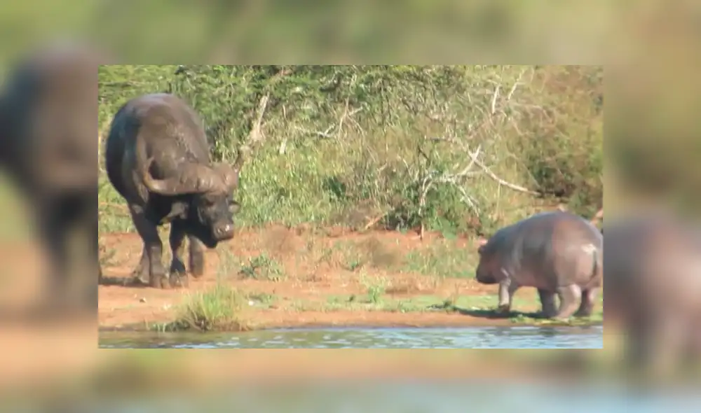 YouTube viral: bebé hipopótamo se enfrentó contra cocodrilo y enormes búfalos [VIDEO]