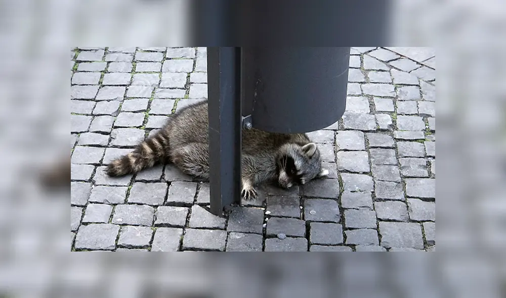 El mapache intoxicado habría ingerido ‘Glühwein’ (vino caliente) de los vasos desechables tirados en las calles. Foto: captura