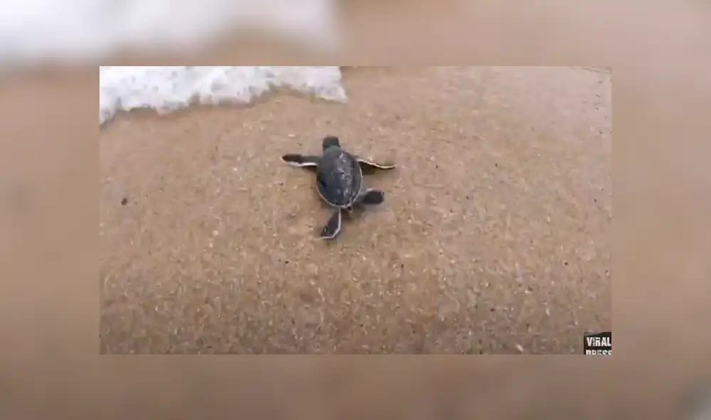 Desliza para ver los detalles del video viral publicado en YouTube. Foto: Captura.