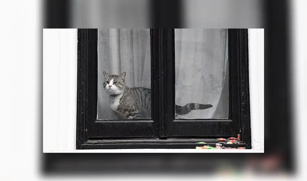 Embajador de Ecuador sugiere que Julian Assange usó a su gato como espía [FOTOS]