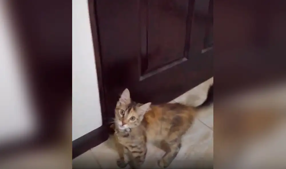 Desliza las imágenes para conocer la acción de una gatita al tratar de persuadir a su dueña para ir a la calle. Foto: captura de Facebook