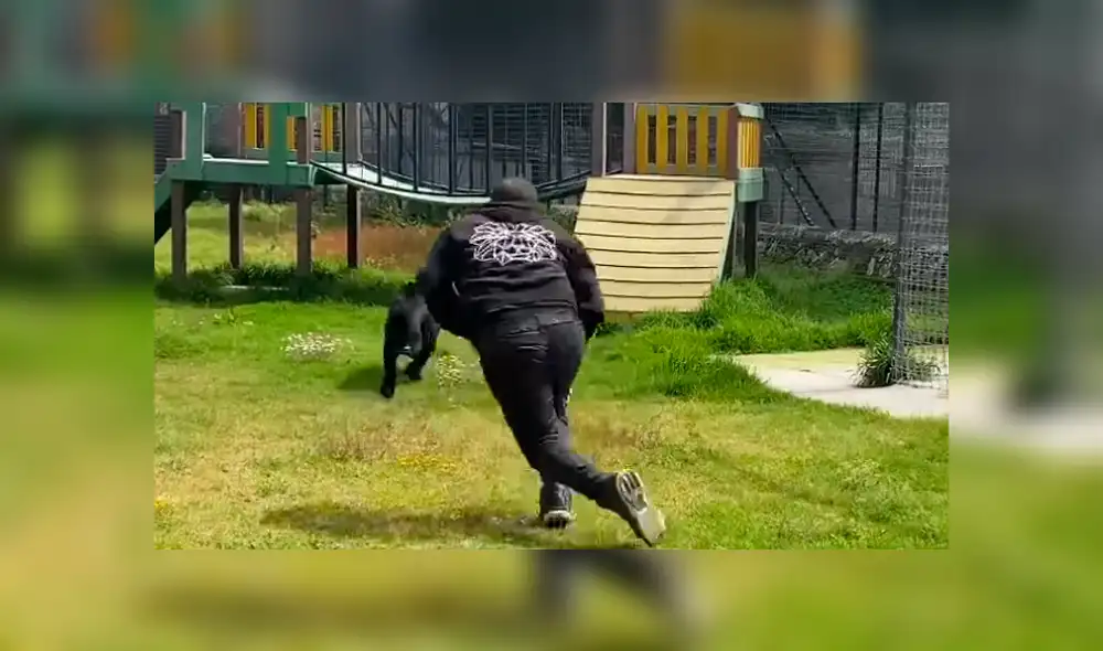 Desliza hacia la izquierda las imágenes que muestran el momento en que el feroz depredador ataca a su cuidador. Imágenes son virales en YouTube.