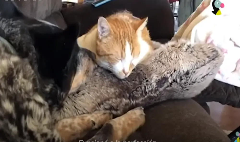 Desliza hacia la izquierda para ver las imágenes del video viral. Foto: Captura de YouTube. Desliza hacia la izquierda para ver las imágenes del video viral. Foto: Captura de YouTube.